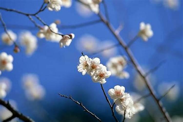 银杏树施什么肥最好