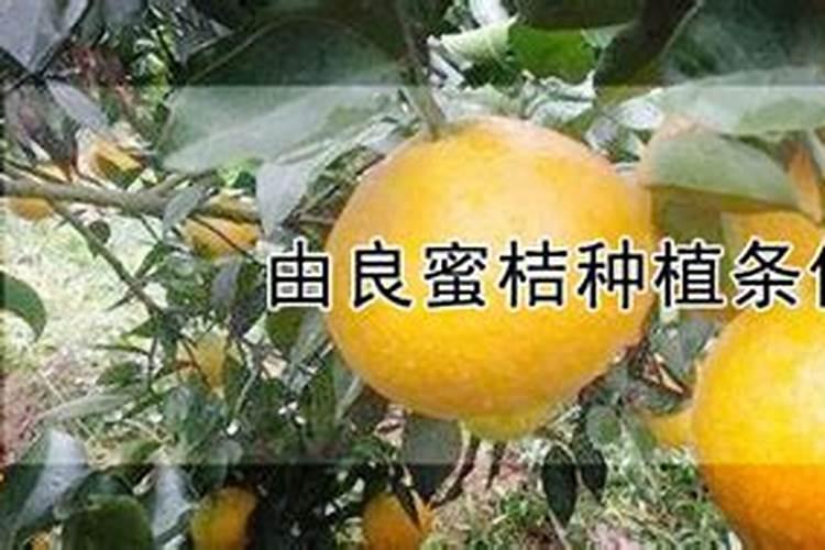 中材科技(锡林郭勒)风电叶片有限公司电话是多少？