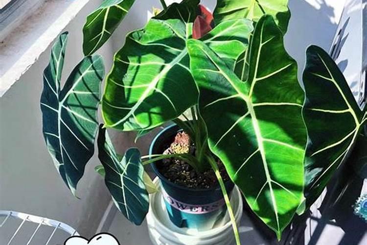 很小众的白犀牛海芋,银白色的叶子格外高档,让人忍不住“剁手”百度知...