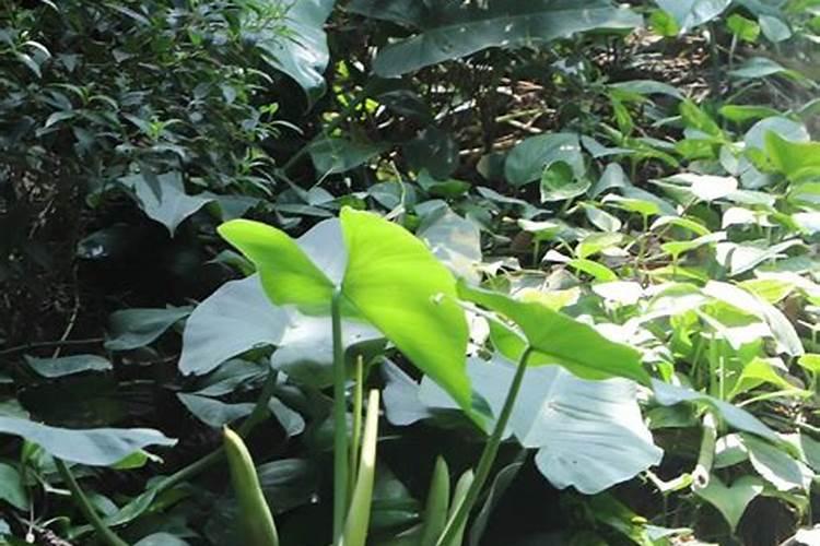 这是什么植物？