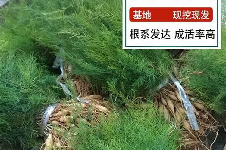 农村天门冬种植技巧