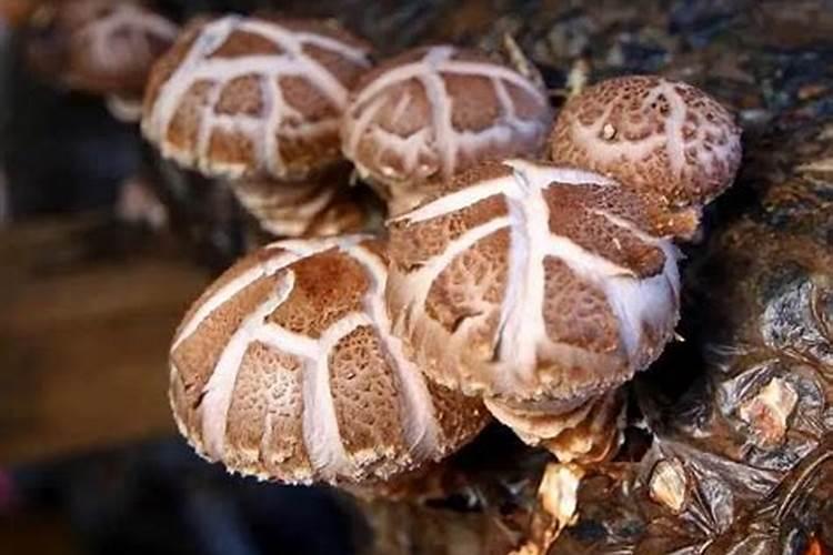 鱼蛋白肥料制作方法,附使用方法和注意事项