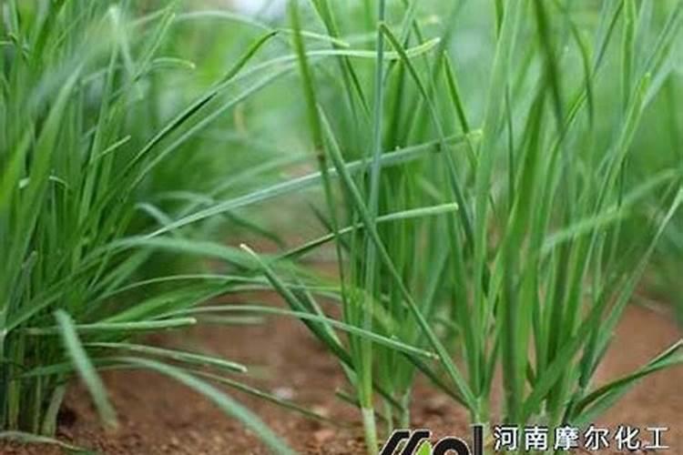 韭菜用什么肥料长得最好