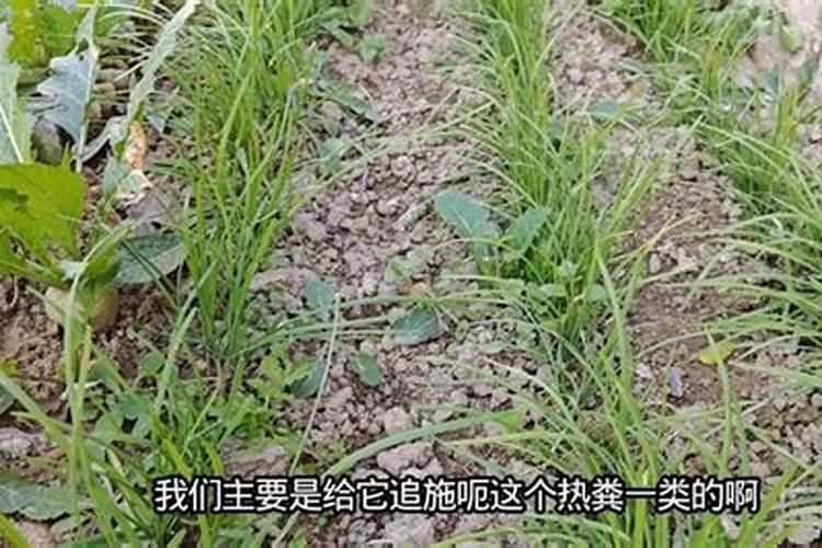 韭菜喷叶面肥用磷酸二氢钾好吗