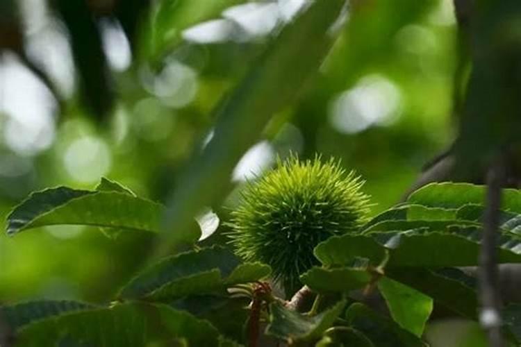 栗子怎样储存硼肥如何正确使用 栗子怎样储存硼肥怎样正确使用