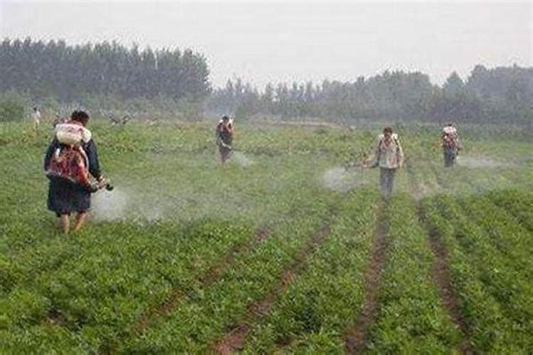 打花生套四遍什么时候打