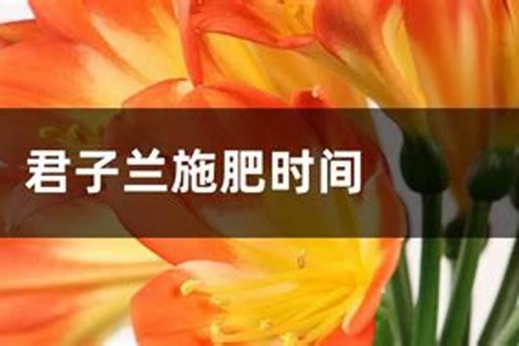 君子兰叶面肥怎么用