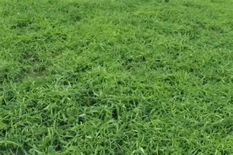 柴胡苗后打什么除草剂不伤苗？