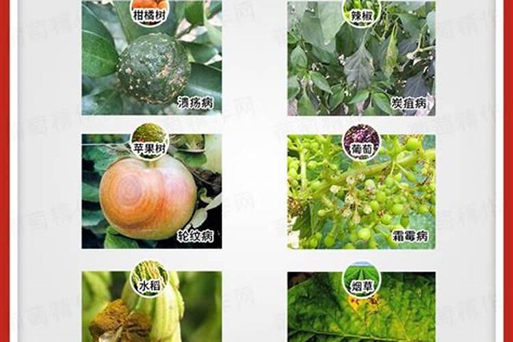 葡萄白腐病最佳杀菌剂
