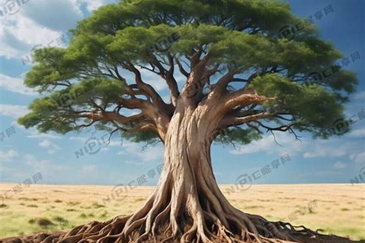 果树如何科学施用氮肥