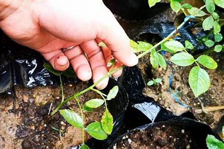 番茄苗移栽后几天施肥 番茄苗的追肥要求