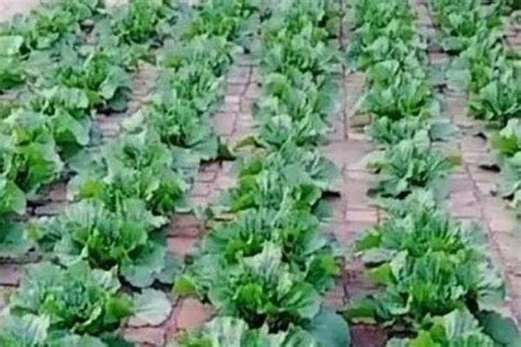 长寿花开花的时候用什么肥料