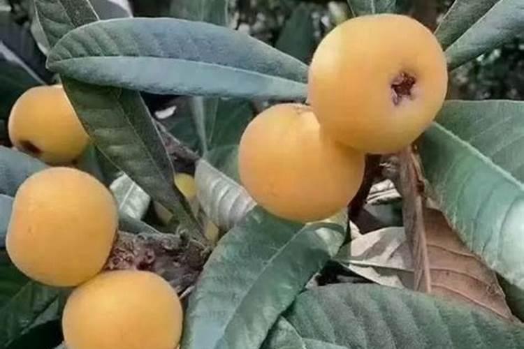 枇杷用什么肥料才甜