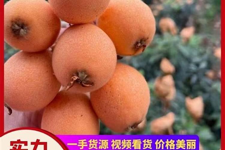 如何使枇杷多结果