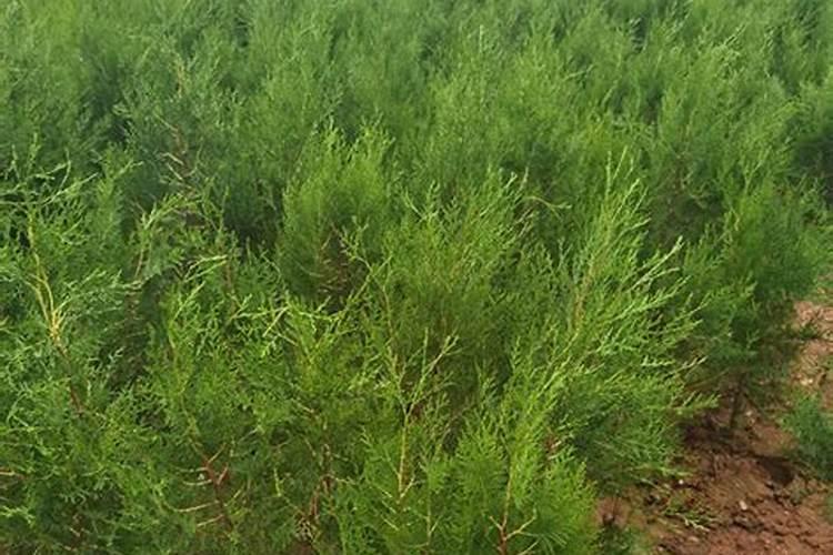 侧柏施肥用什么肥料,在什么时候施肥最好