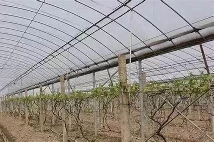 大棚葡萄挂果后如何管理 葡萄养殖方法
