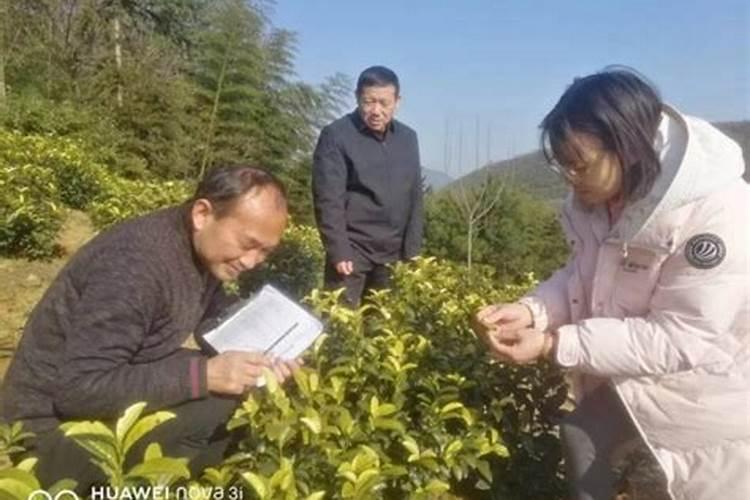 茶树如何防寒抗冻 冻害后如何补救