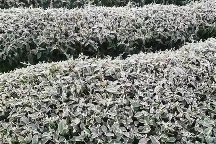 植物防冻剂能兑拢硼肥我磷酸二氢钾施用吗