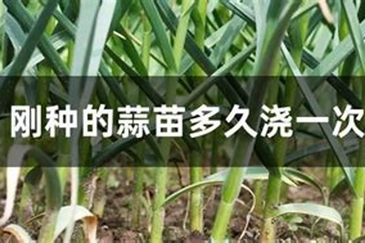 老师好 请问青蒜苗多少天追一次肥好