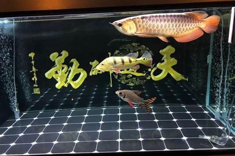 好的鱼胶原蛋白粉泡水是什么颜色