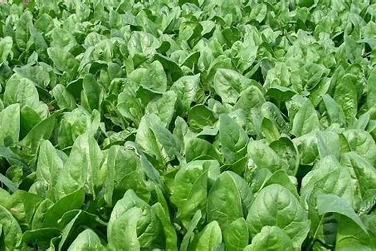 家庭种植蔬菜用什么做肥料？