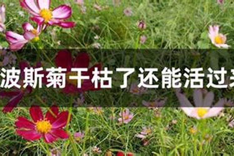 凋谢的花能做肥料吗？