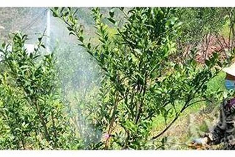 柑橘栽培的八大技巧 你不知道的柑橘种植方法