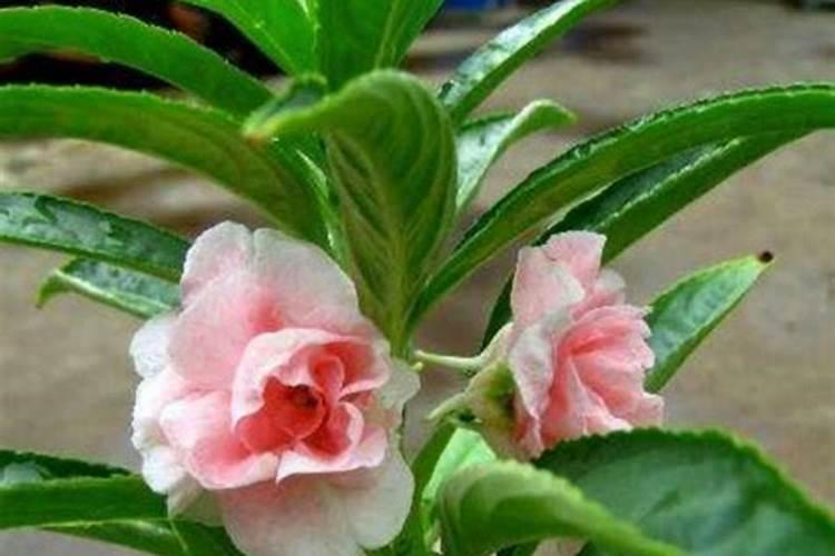 凤仙花花期多长,花期要不要施肥