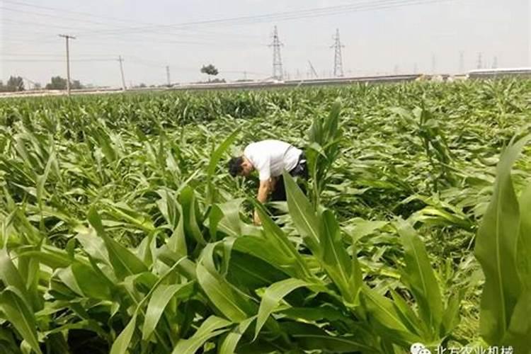 玉米地磷钾含量过多怎样救