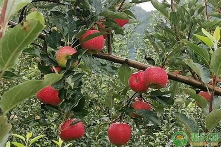 苹果资料