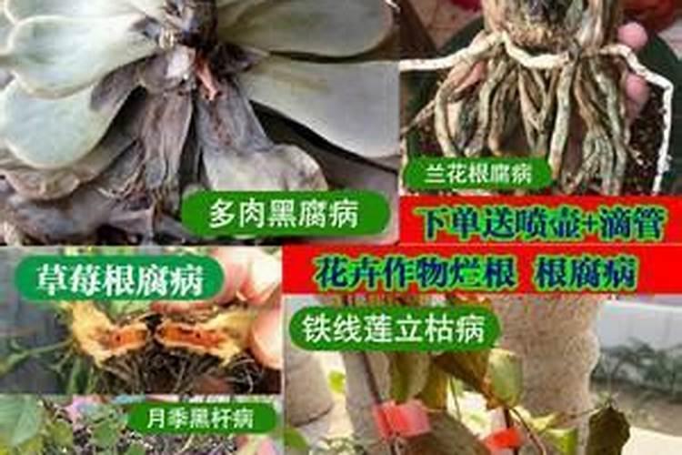 多菌灵可以浇花吗 能和复合肥一起浇吗
