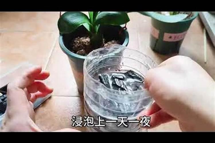什么花可以用黄豆做肥料、有哪些花不能用黄豆肥