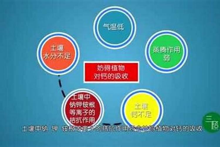 植物如何根部补钙