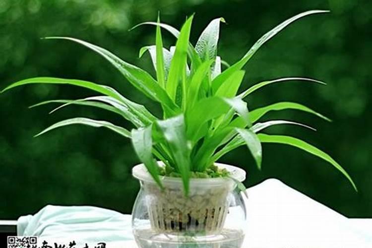 芒果新叶长这样怎么打药