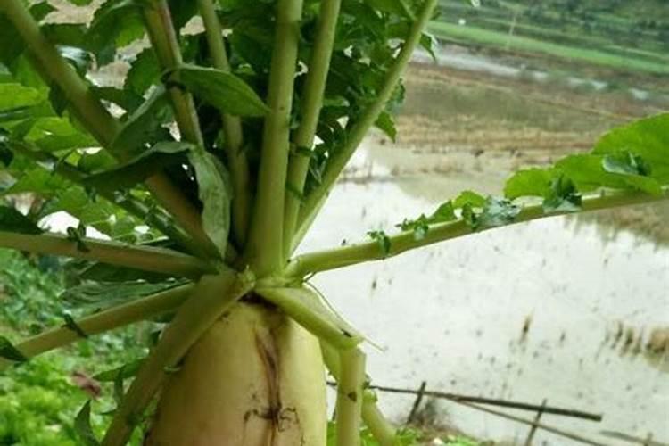 果树最佳栽种时间及高成活率栽植方法