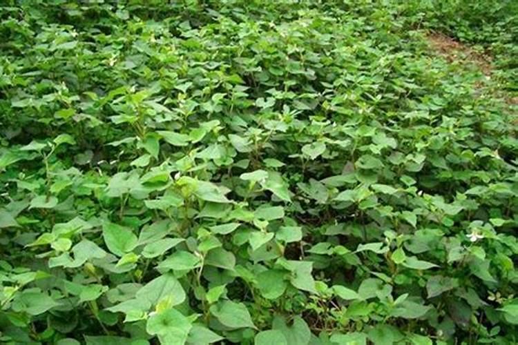 鱼腥草怎么种植,鱼腥草的四大种植要点