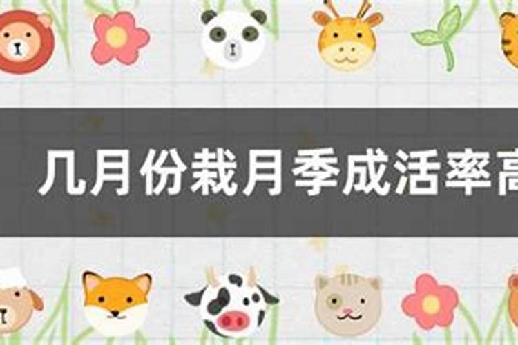 白皮松施肥什么肥料？白皮松的施肥禁忌及技巧