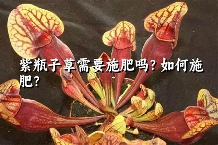 瓶子草的养殖方法和注意事项