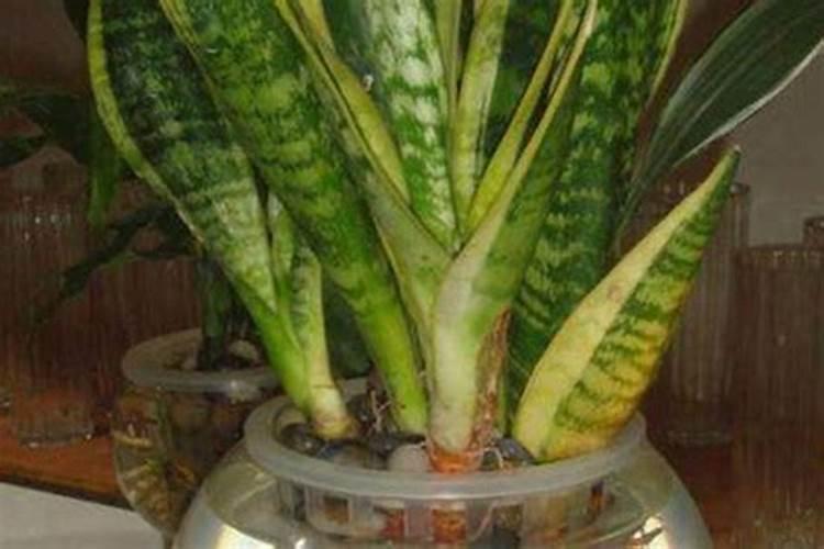 广元现在可以种花菜不？