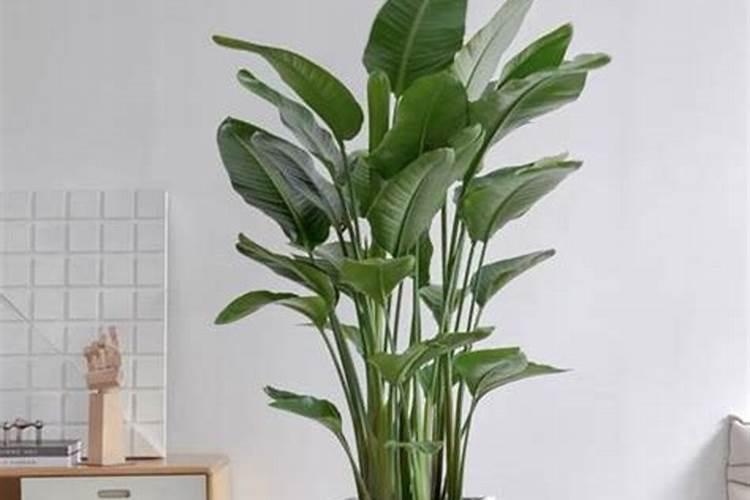 鹤望兰叶子焦黄卷曲开裂是怎回事