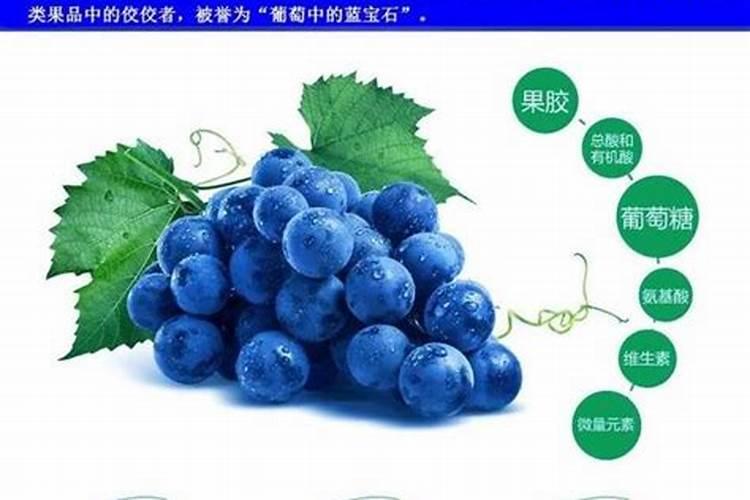 蓝莓的种植技术,主要是病虫害防治方面的情况