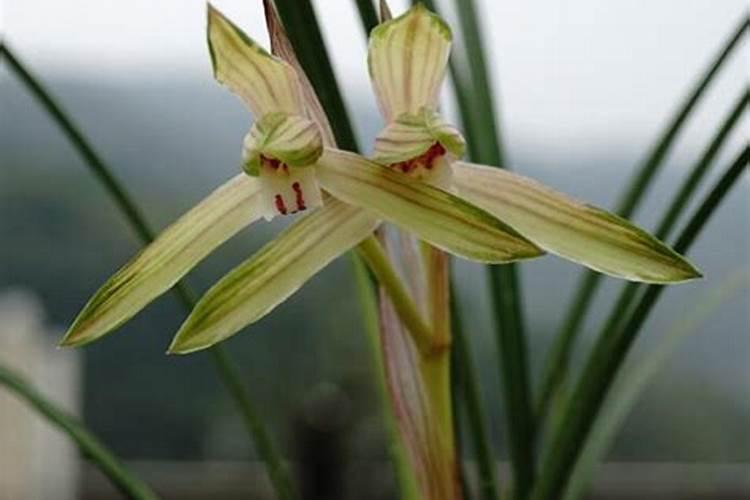 兰花肥料怎么使用;兰花怎么施肥