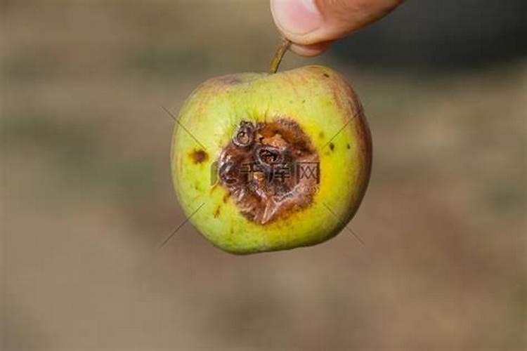烂苹果能做花肥吗 烂苹果能做花的肥料吗