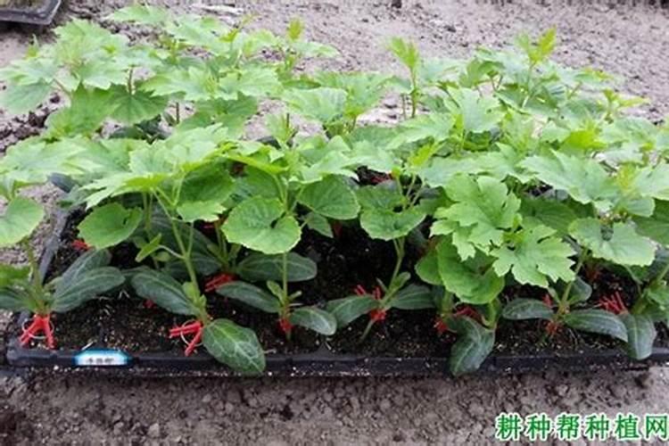 矿源黄腐酸钾对作物有什么作用？苦瓜幼苗期使用矿源多少用量合适百度...