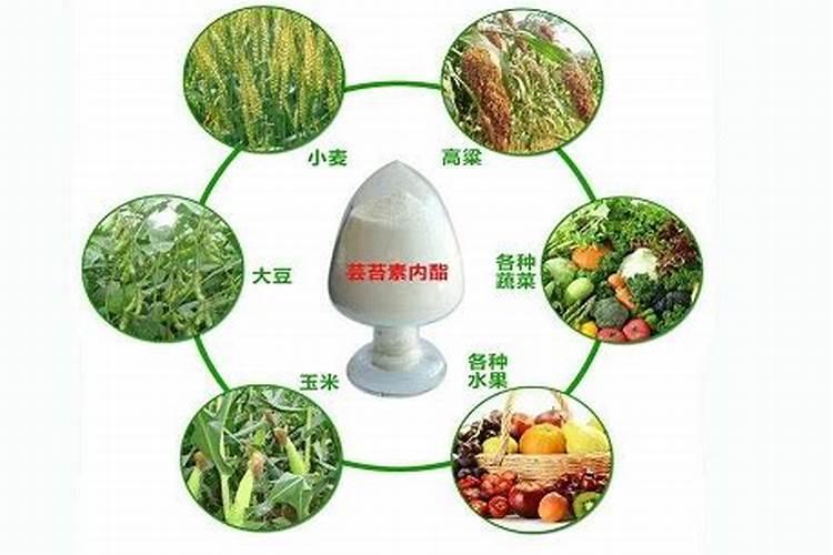 什么会影响油菜植株的生长？