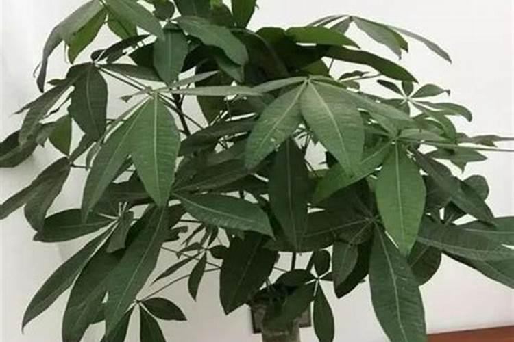 发财树树根变软能捏出水怎么救治