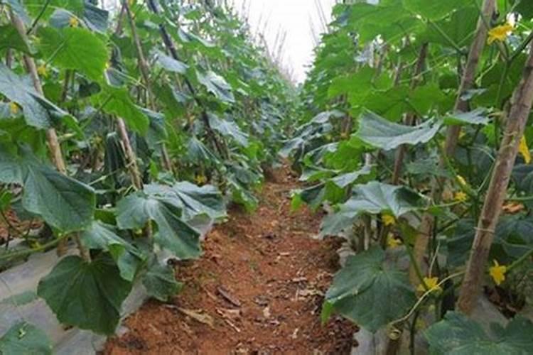 黄瓜黄点病最简单三个步骤