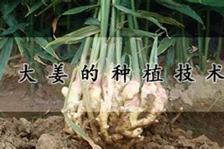 大姜喜欢什么肥料？