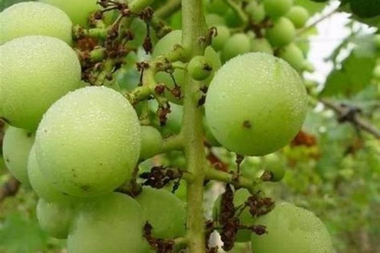 什么是大量元素和微量元素