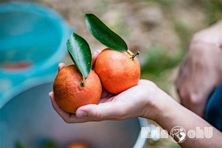 种桔子怎么管理呢？